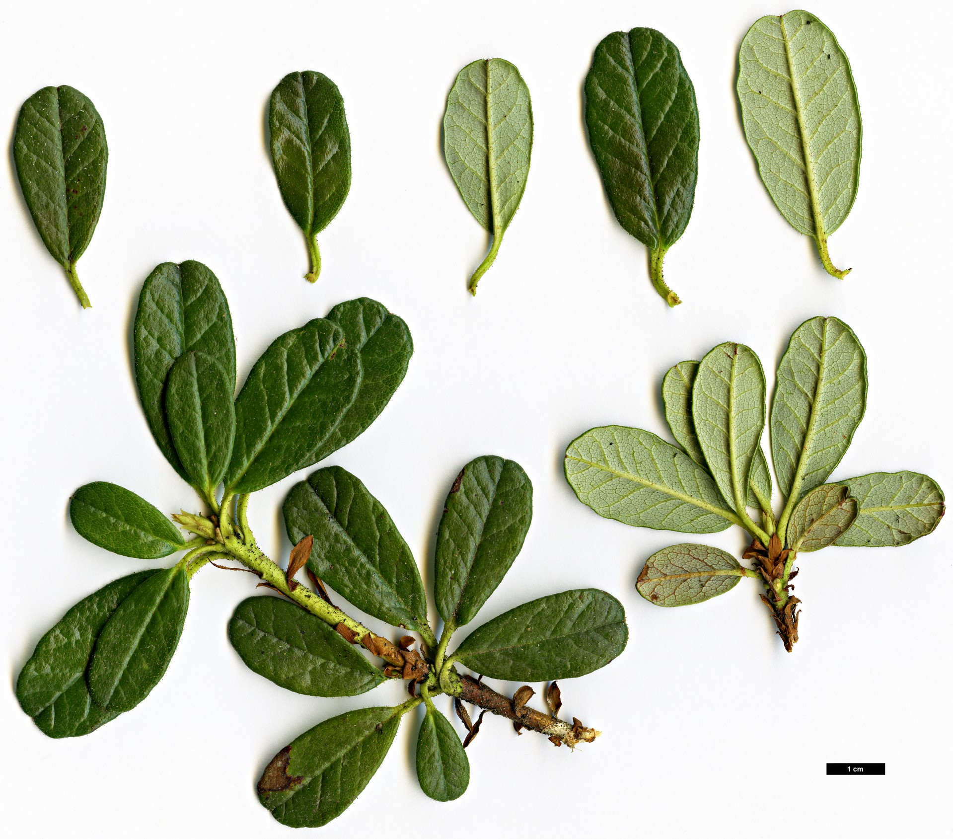 High resolution image: Family: Ericaceae - Genus: Rhododendron - Taxon: forrestii - SpeciesSub: var. papillatum
